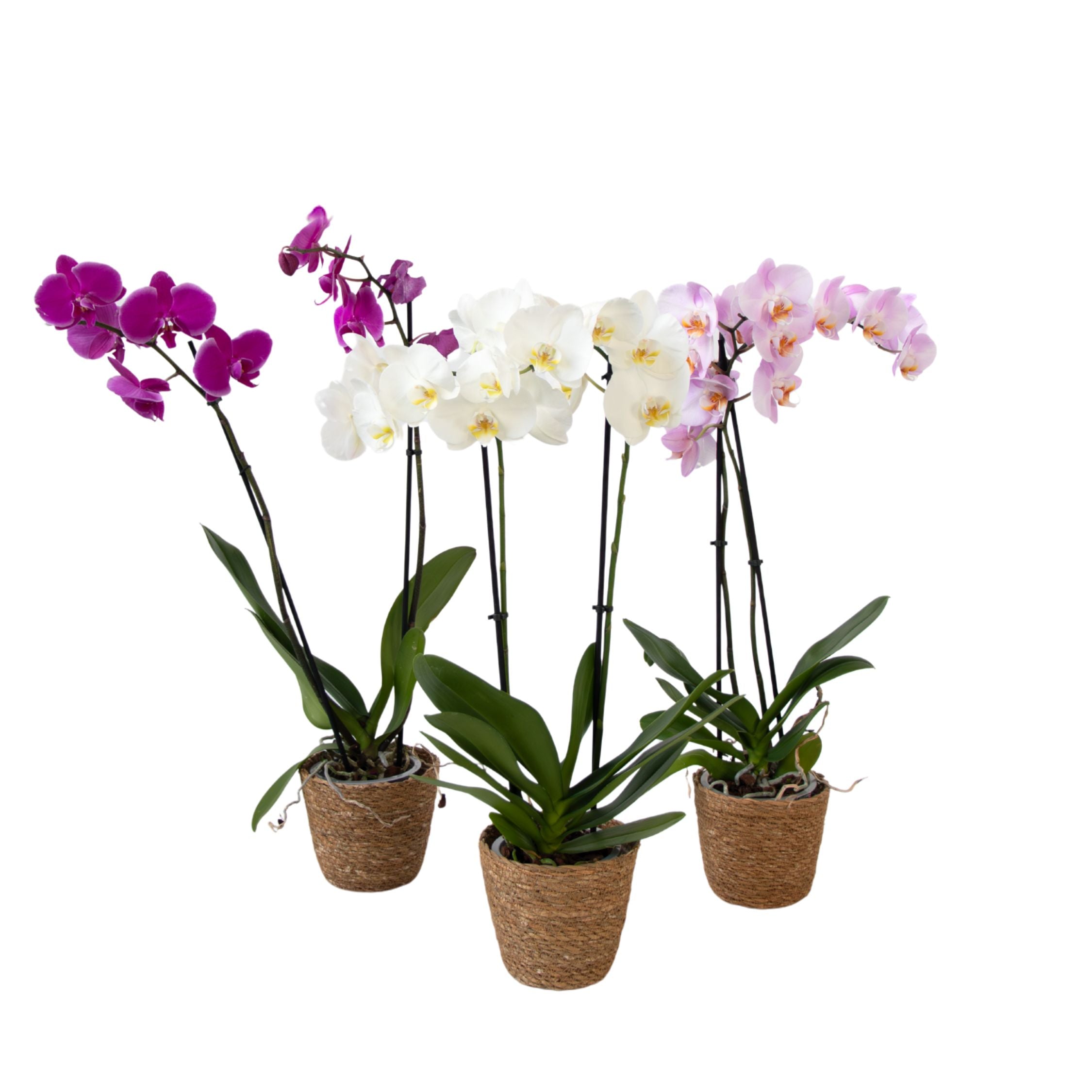 Orhidee fluture - x3 - Phalaenopsis în coș deco - Înălțime 50-60cm - ⌀12cm