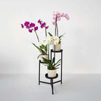 Orhidee fluture - Set de 3 - Phalaenopsis - Înălțime 50-60cm - ⌀12cm