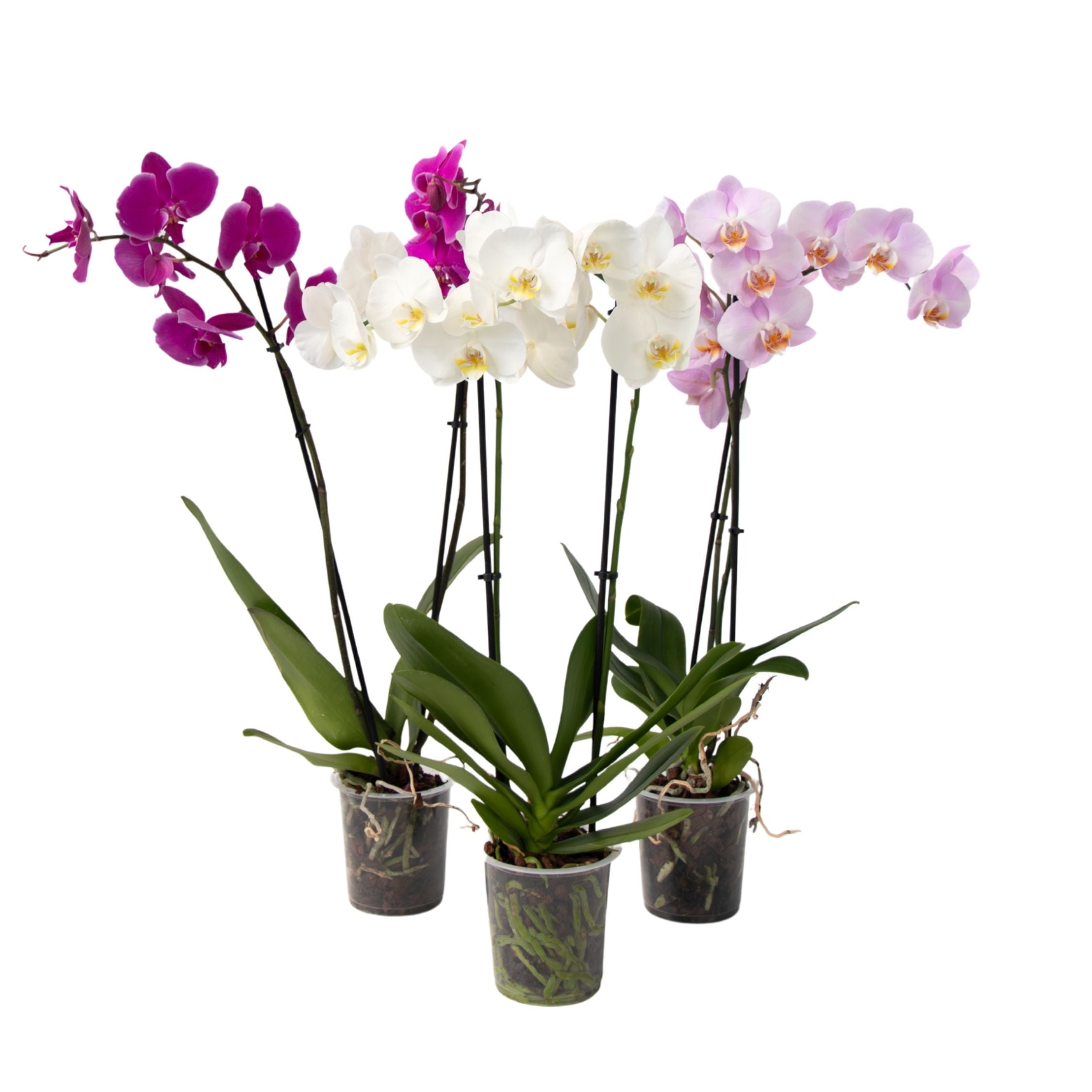 Orhidee fluture - Set de 3 - Phalaenopsis - Înălțime 50-60cm - ⌀12cm