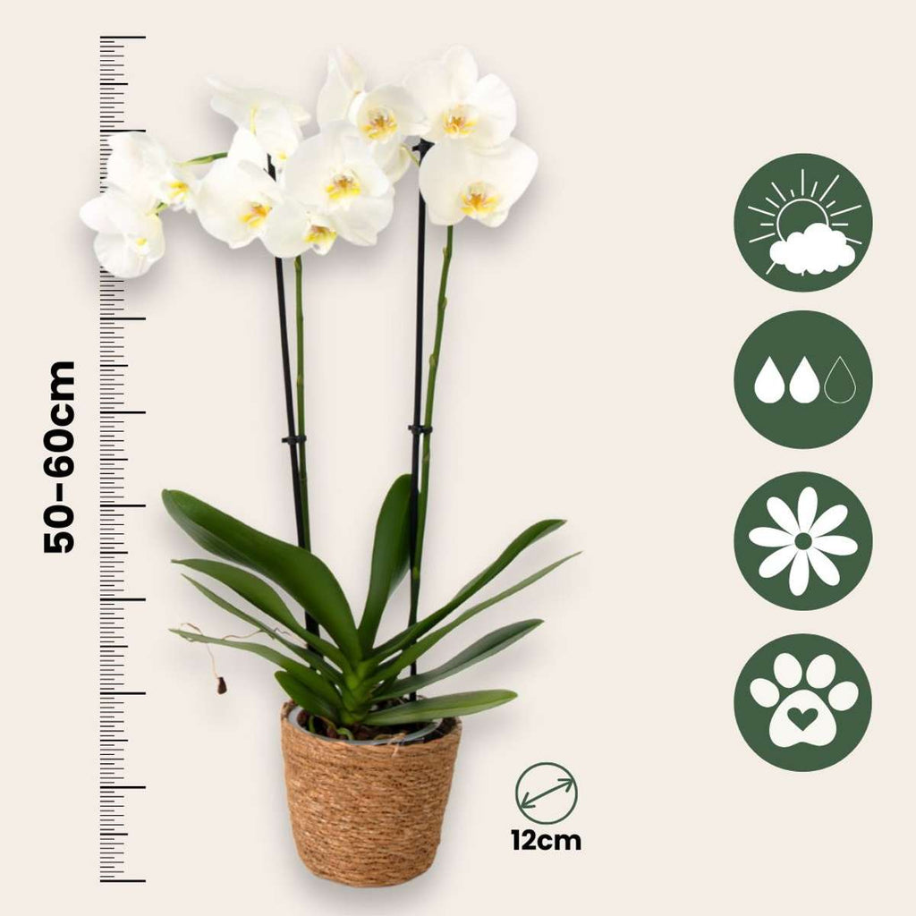 Orhidee fluture - Set de 3 - Phalaenopsis - Înălțime 50-60cm - ⌀12cm