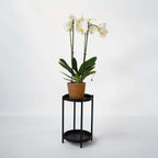 Orhidee Phalaenopsis - Phalaenopsis - Înălţime 50-60cm - ⌀12cm