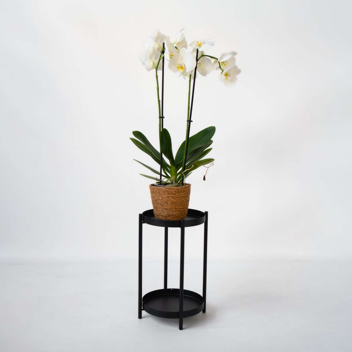 Orhidee Phalaenopsis - Phalaenopsis - Înălţime 50-60cm - ⌀12cm
