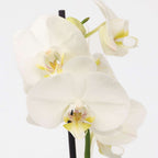 Orhidee Phalaenopsis - Phalaenopsis - Înălţime 50-60cm - ⌀12cm
