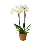 Orhidee Phalaenopsis - Phalaenopsis - Înălţime 50-60cm - ⌀12cm