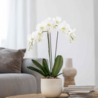 Orhidee Phalaenopsis - Phalaenopsis - Înălţime 50-60cm - ⌀12cm