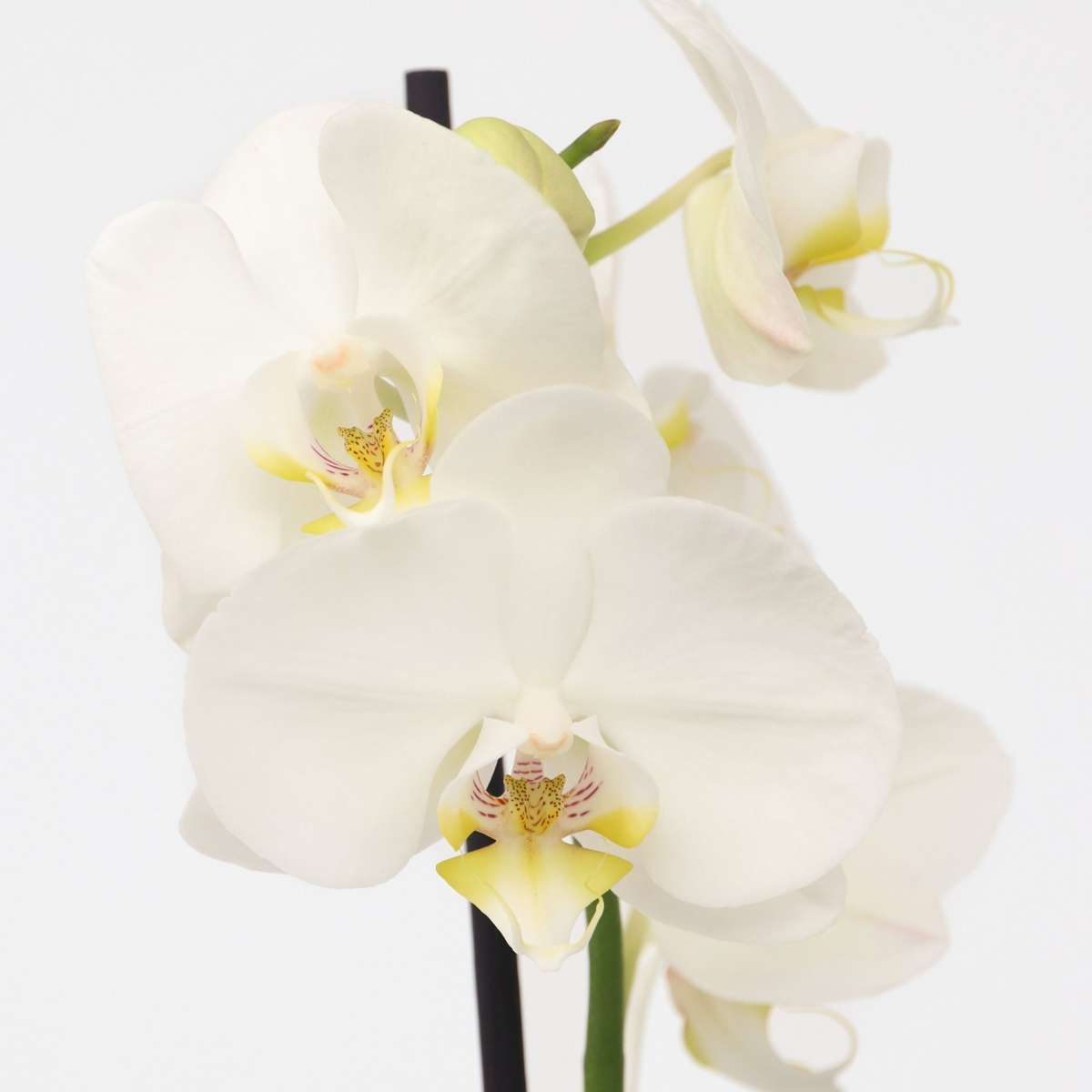 Orhidee Phalaenopsis - Phalaenopsis - Înălţime 50-60cm - ⌀12cm