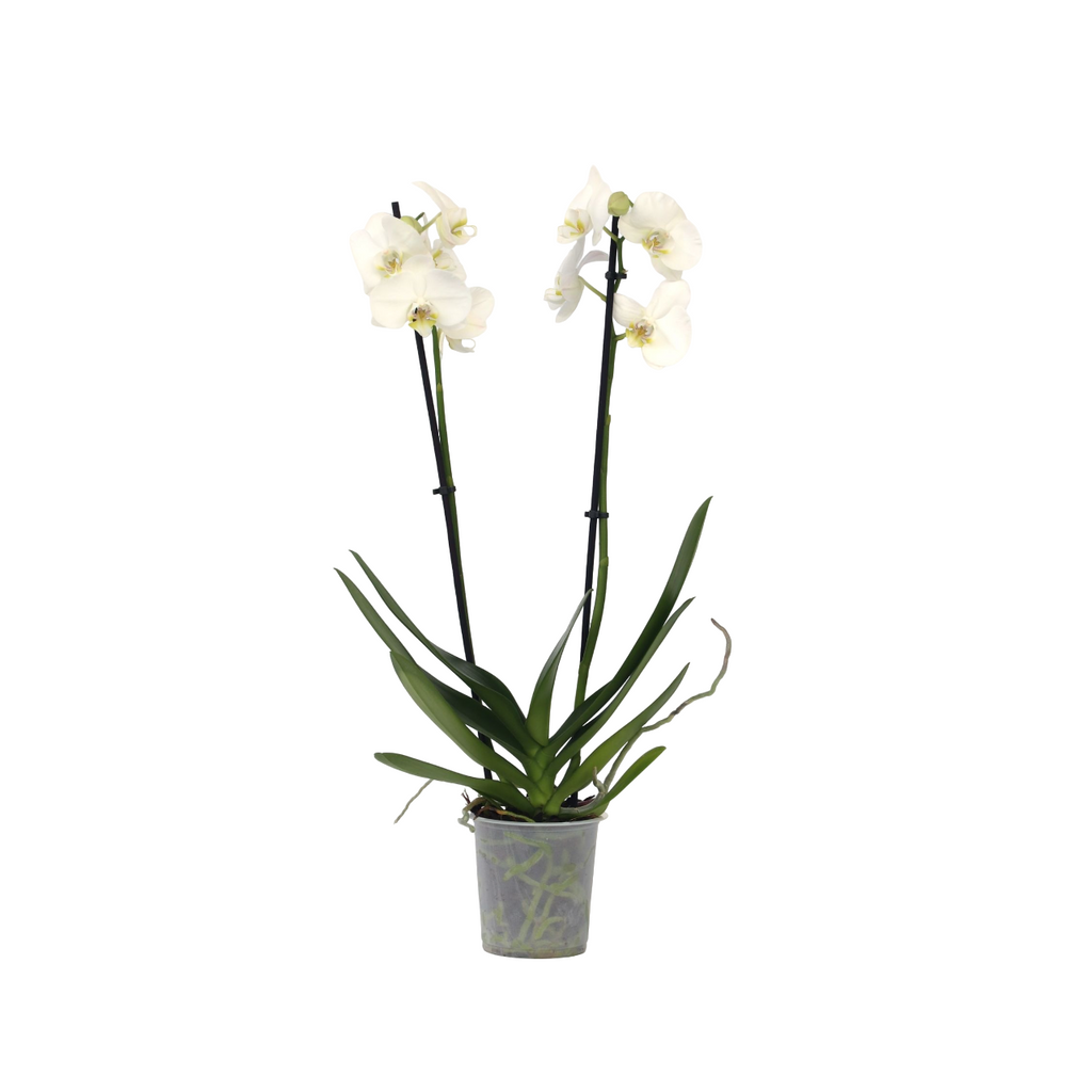 Orhidee Phalaenopsis - Phalaenopsis - Înălţime 50-60cm - ⌀12cm