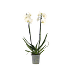 Orhidee Phalaenopsis - Phalaenopsis - Înălţime 50-60cm - ⌀12cm