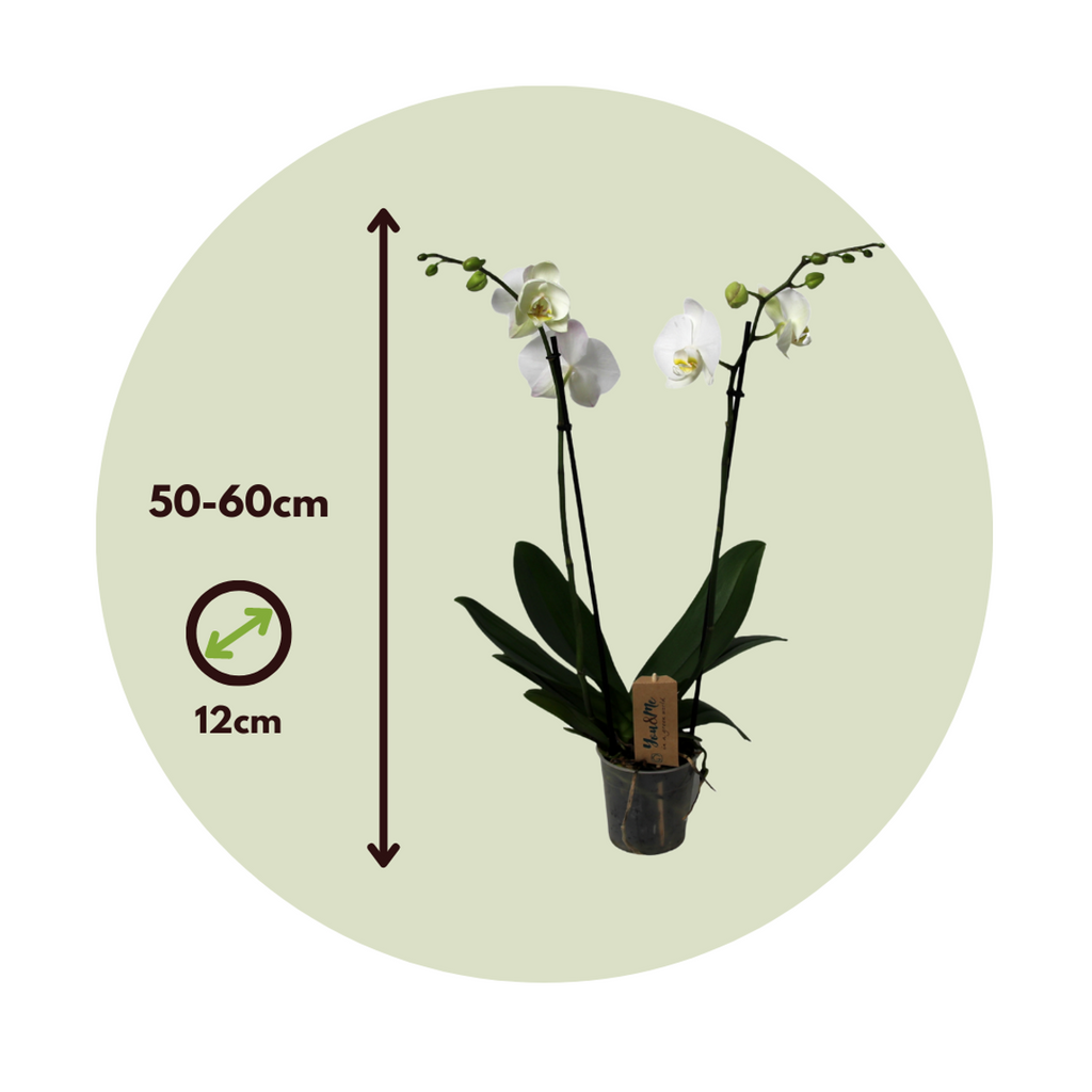 Orhidee Phalaenopsis - Phalaenopsis - Înălţime 50-60cm - ⌀12cm