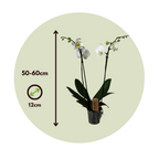 Orhidee Phalaenopsis - Phalaenopsis - Înălţime 50-60cm - ⌀12cm
