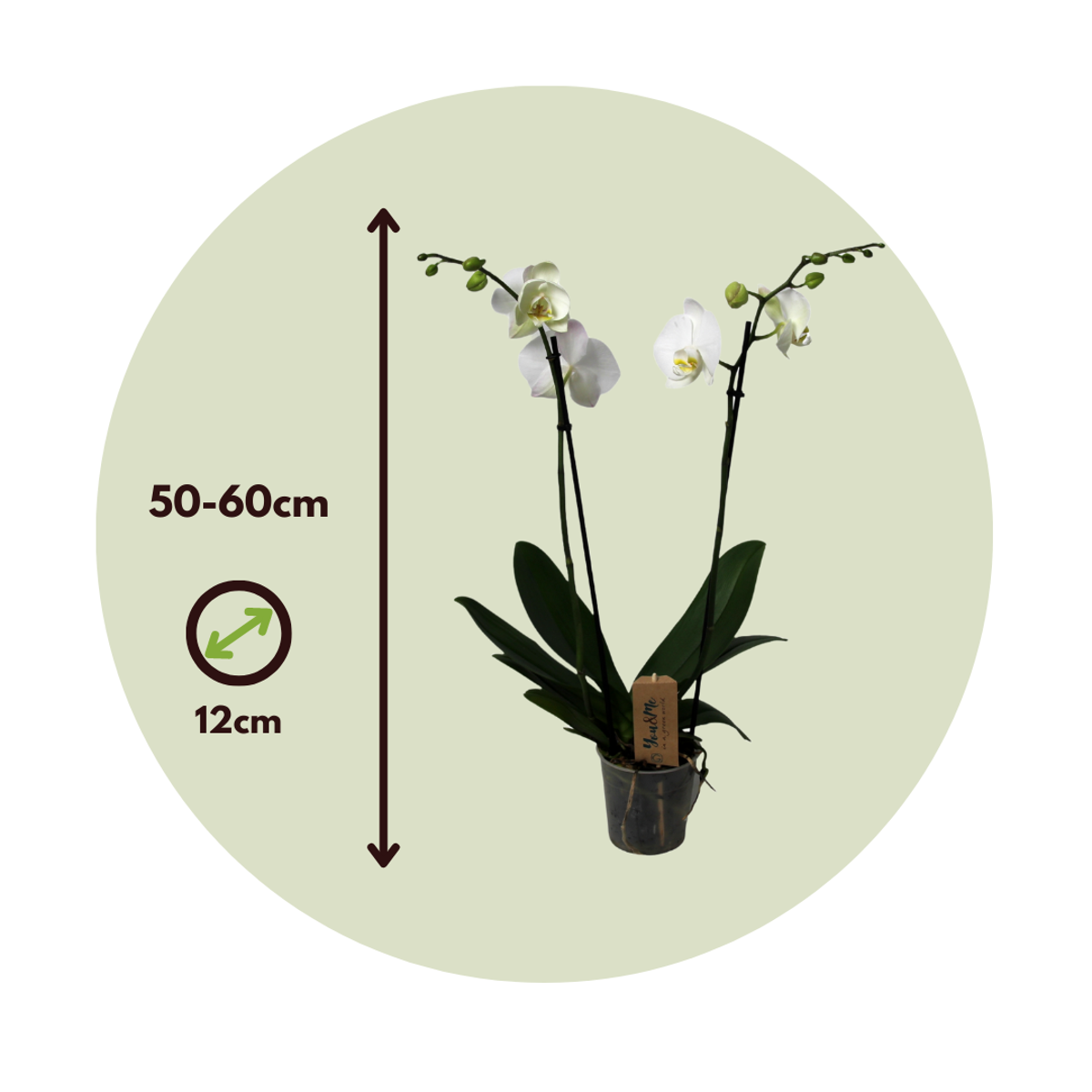 Orhidee Phalaenopsis - Phalaenopsis - Înălţime 50-60cm - ⌀12cm