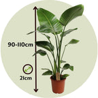 Planta păsării paradisului - Strelitzia nicolai - Înălţime 90-110cm - ⌀21cm