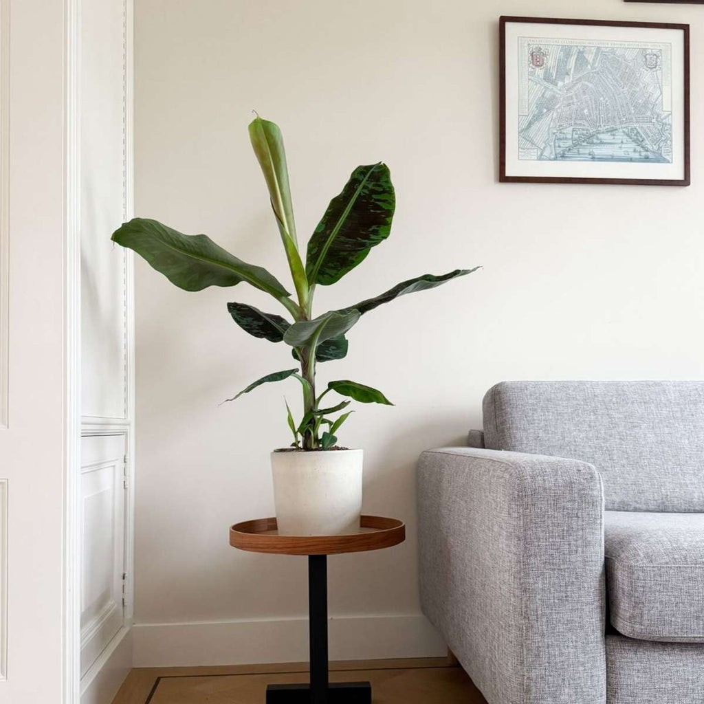 Musa acuminata - Musa 'Dwarf Cavendish' - Înălţime 90-100cm - ⌀21cm