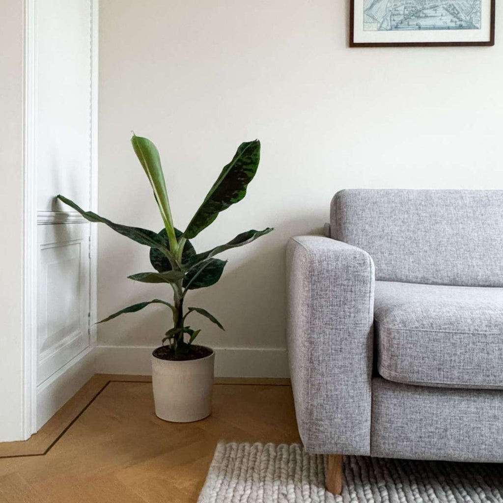 Musa acuminata - Musa 'Dwarf Cavendish' - Înălţime 90-100cm - ⌀21cm