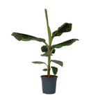 Musa acuminata - Musa 'Dwarf Cavendish' - Înălţime 90-100cm - ⌀21cm