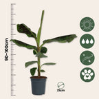 Musa acuminata - Musa 'Dwarf Cavendish' - Înălţime 90-100cm - ⌀21cm