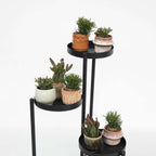 Mix cactus coral - Rhipsalis - Set 6 - Înălțime 8-12 cm - Ghiveci 5.5 cm