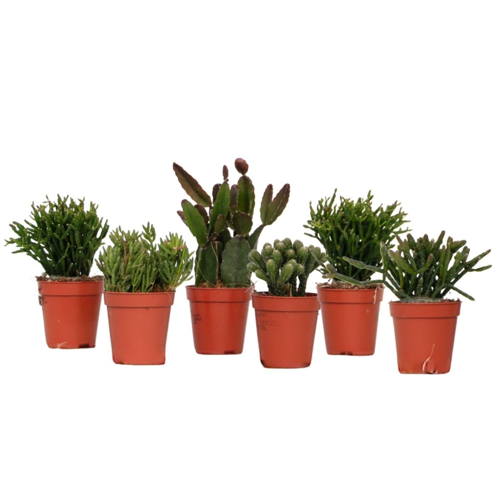 Mix cactus coral - Rhipsalis - Set 6 - Înălțime 8-12 cm - Ghiveci 5.5 cm