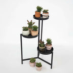 Mix cactus coral - Rhipsalis - Set 12 - Înălțime 8-12 cm - Ghiveci 5.5 cm