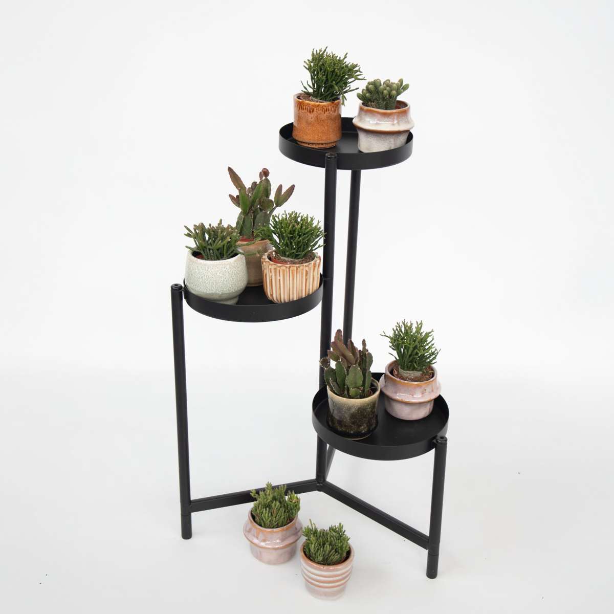 Mix cactus coral - Rhipsalis - Set 12 - Înălțime 8-12 cm - Ghiveci 5.5 cm