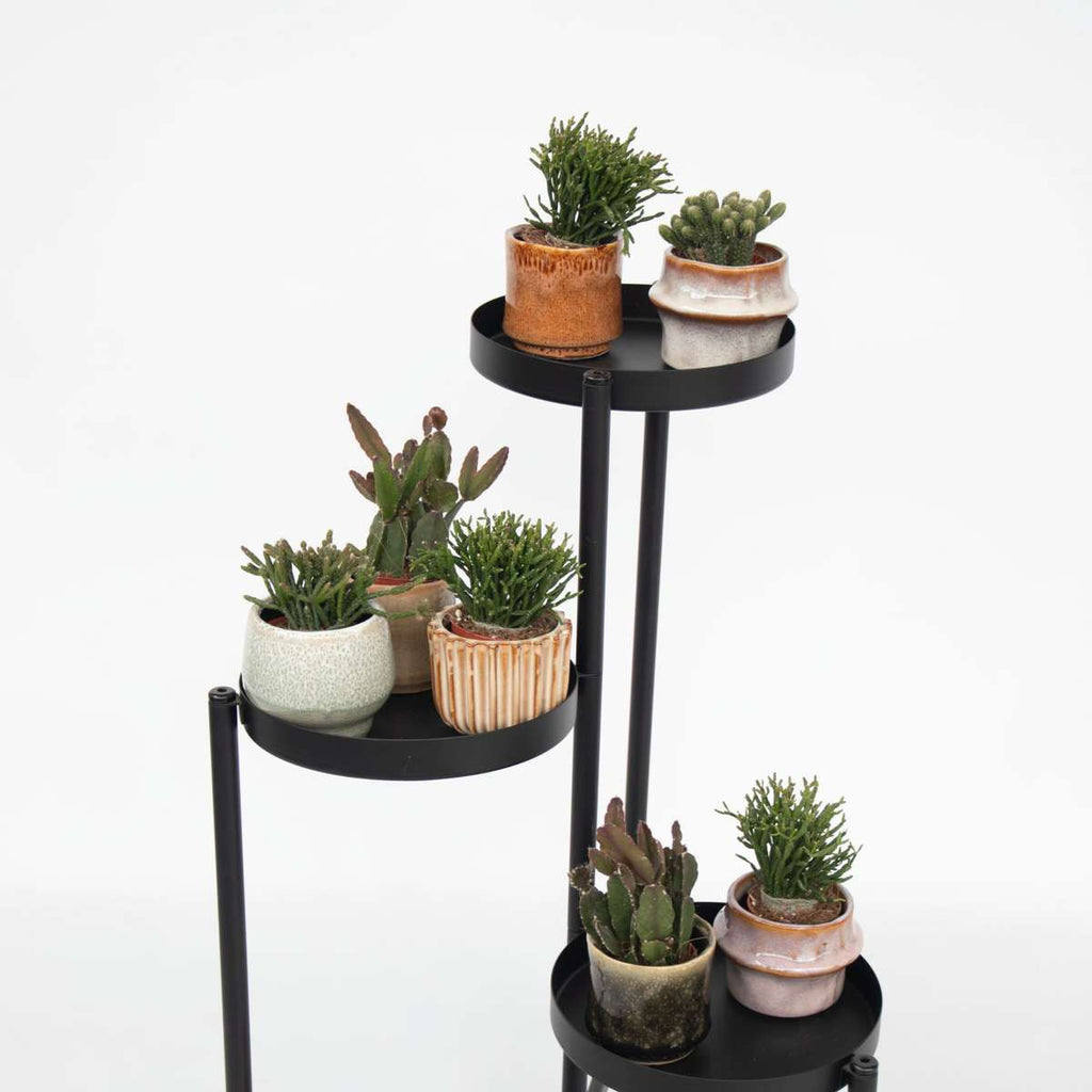 Mix cactus coral - Rhipsalis - Set 12 - Înălțime 8-12 cm - Ghiveci 5.5 cm