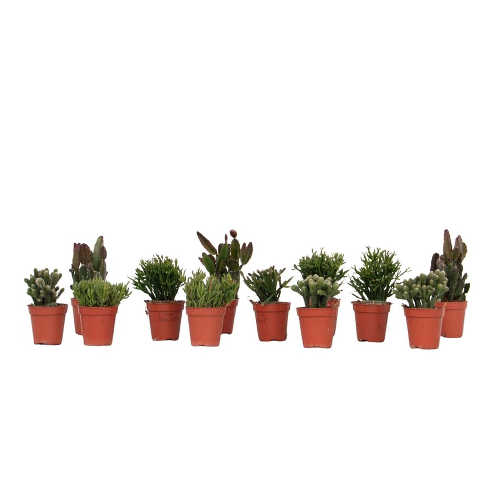 Mix cactus coral - Rhipsalis - Set 12 - Înălțime 8-12 cm - Ghiveci 5.5 cm