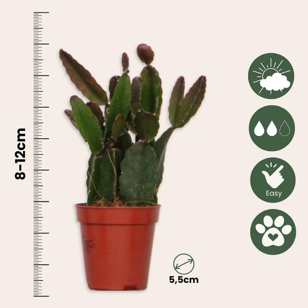 Mix cactus coral - Rhipsalis - Set 12 - Înălțime 8-12 cm - Ghiveci 5.5 cm