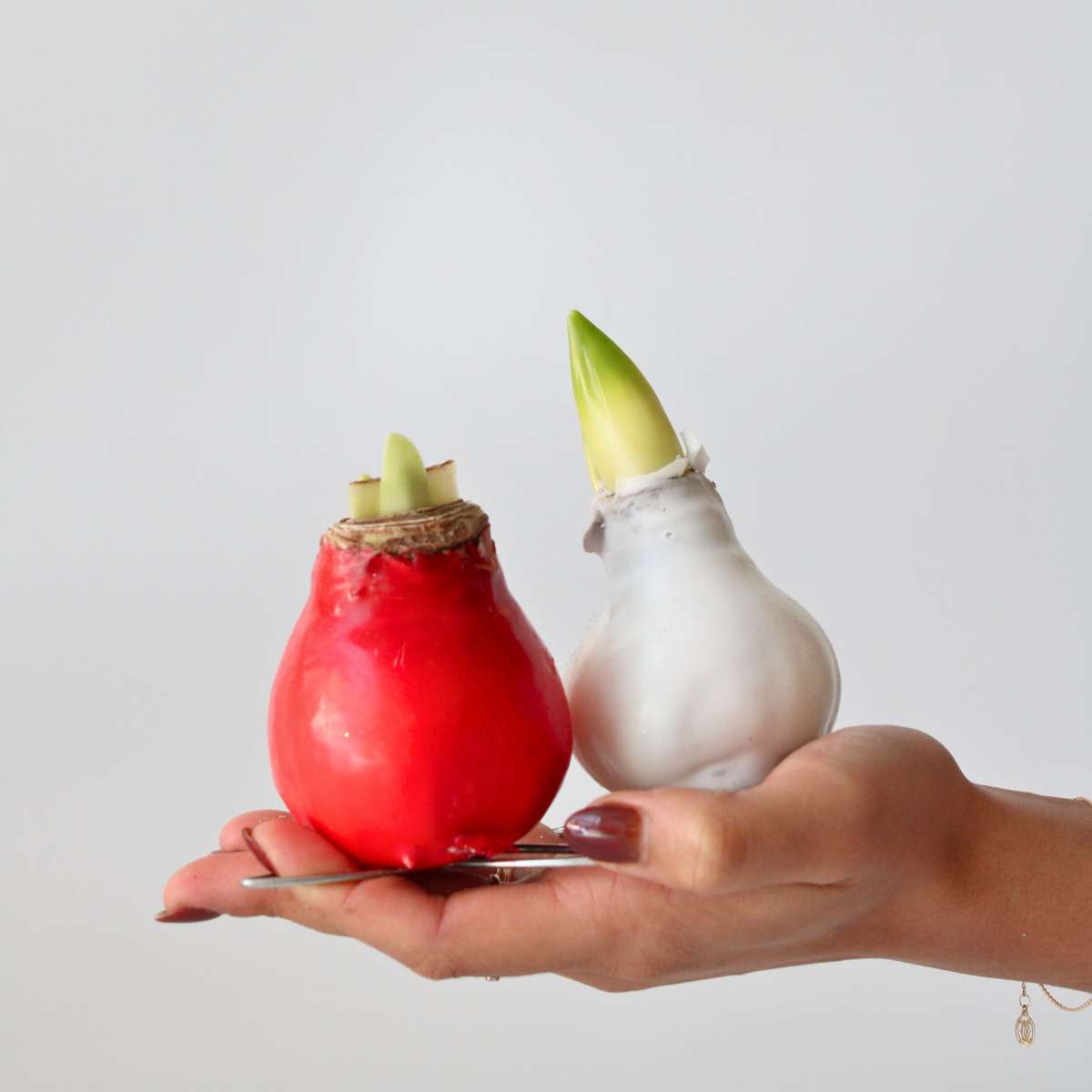 Crin de cameră - Amaryllis - Hippeastrum 'Wax Mix Red White' - Roşu