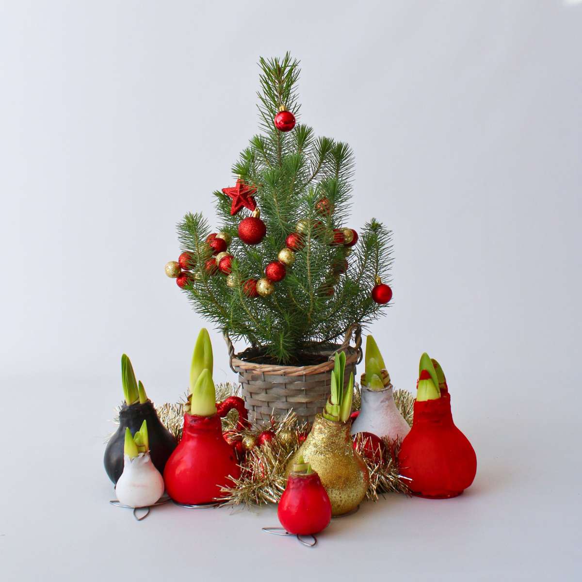 Crin de cameră - Amaryllis - Hippeastrum 'Wax Mix Red White' - Roşu