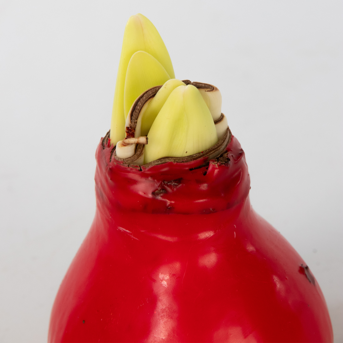 Crin de cameră - Amaryllis - Hippeastrum 'Wax Mix Red White' - Roşu