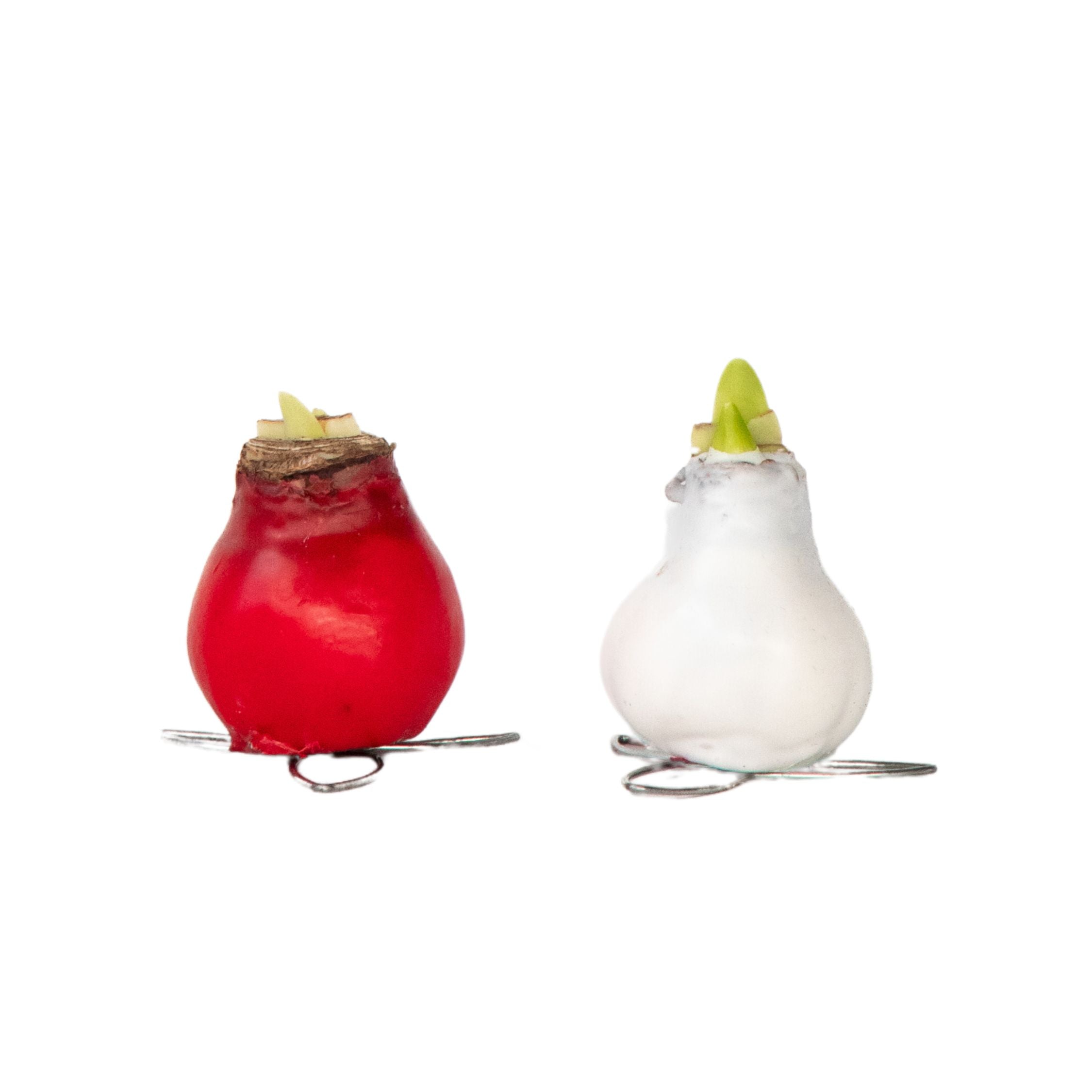 Crin de cameră - Amaryllis - Hippeastrum 'Wax Mix Red White' - Roşu