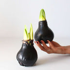 Crin de cameră - Amaryllis - hippeastrum 'Wax Black' - Bec de flori - Roşu