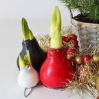 Crin de cameră - Amaryllis - hippeastrum 'Wax Black' - Bec de flori - Roşu