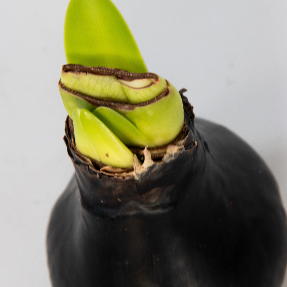 Crin de cameră - Amaryllis - hippeastrum 'Wax Black' - Bec de flori - Roşu