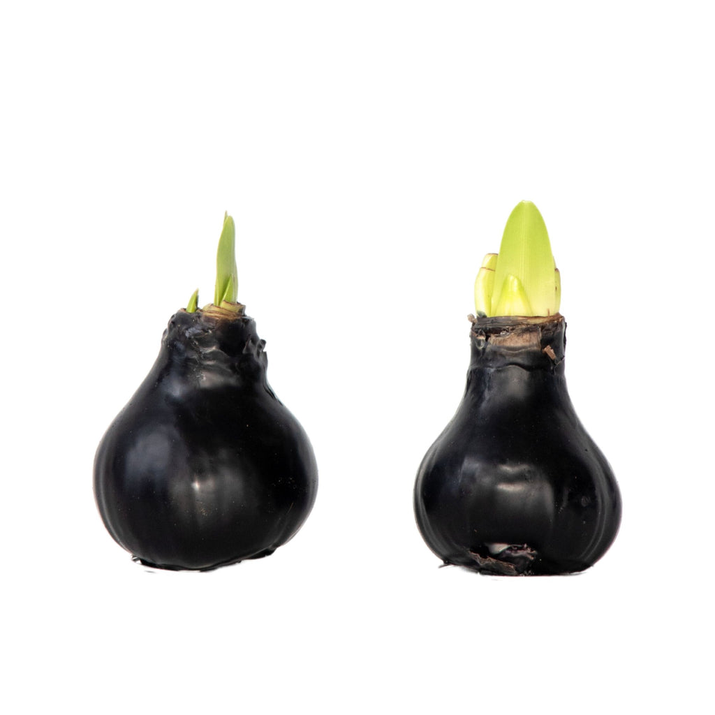 Crin de cameră - Amaryllis - hippeastrum 'Wax Black' - Bec de flori - Roşu