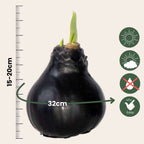 Crin de cameră - Amaryllis - hippeastrum 'Wax Black' - Bec de flori - Roşu