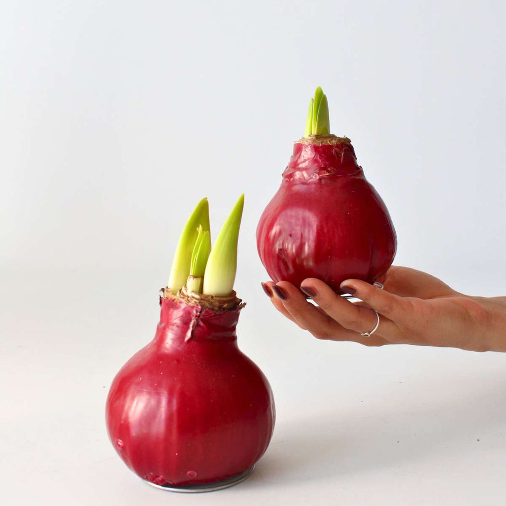 Crin de cameră - Amaryllis - Hippeastrum 'Wax Bordeaux' - Bec de flori - Roşu