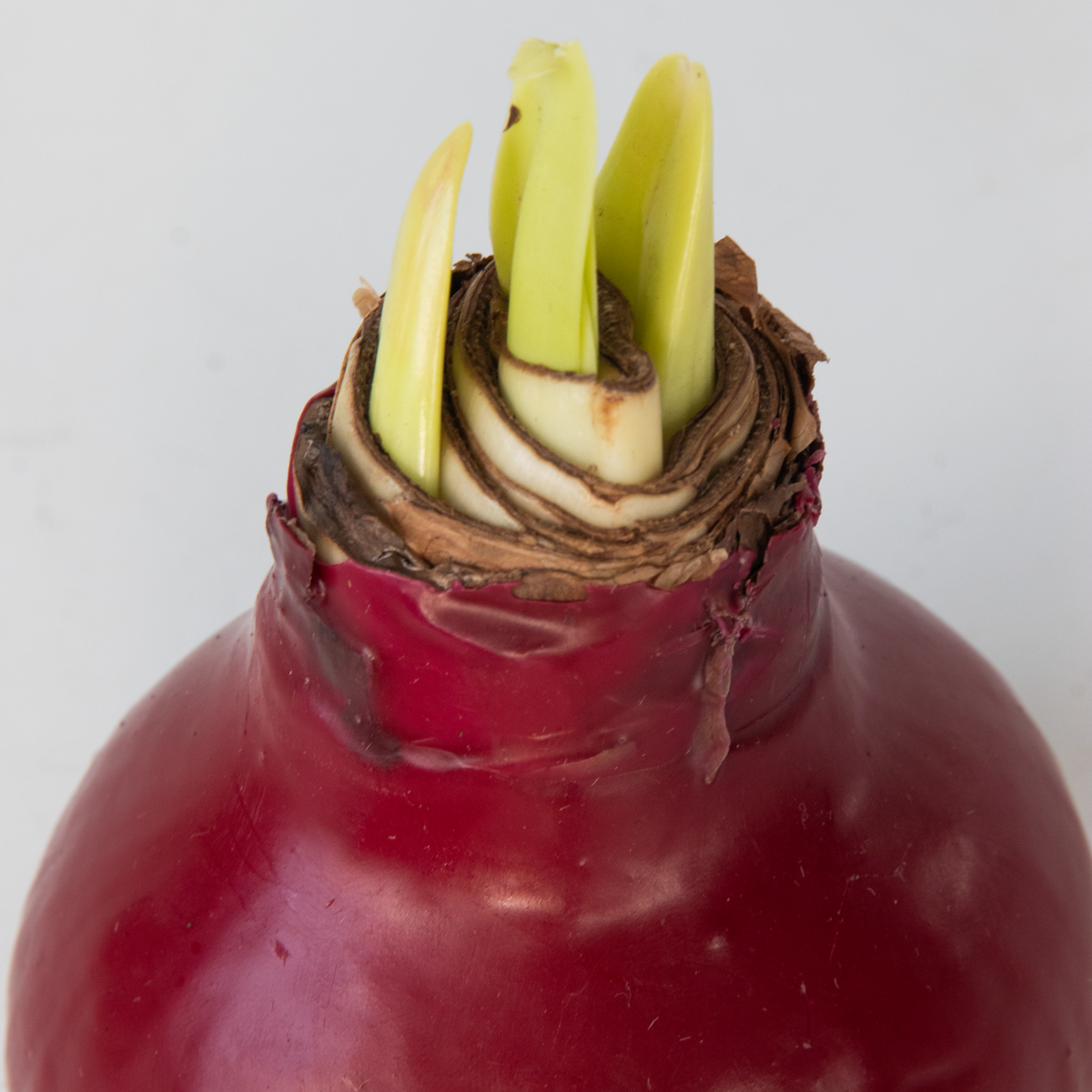 Crin de cameră - Amaryllis - Hippeastrum 'Wax Bordeaux' - Bec de flori - Roşu