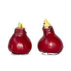 Crin de cameră - Amaryllis - Hippeastrum 'Wax Bordeaux' - Bec de flori - Roşu