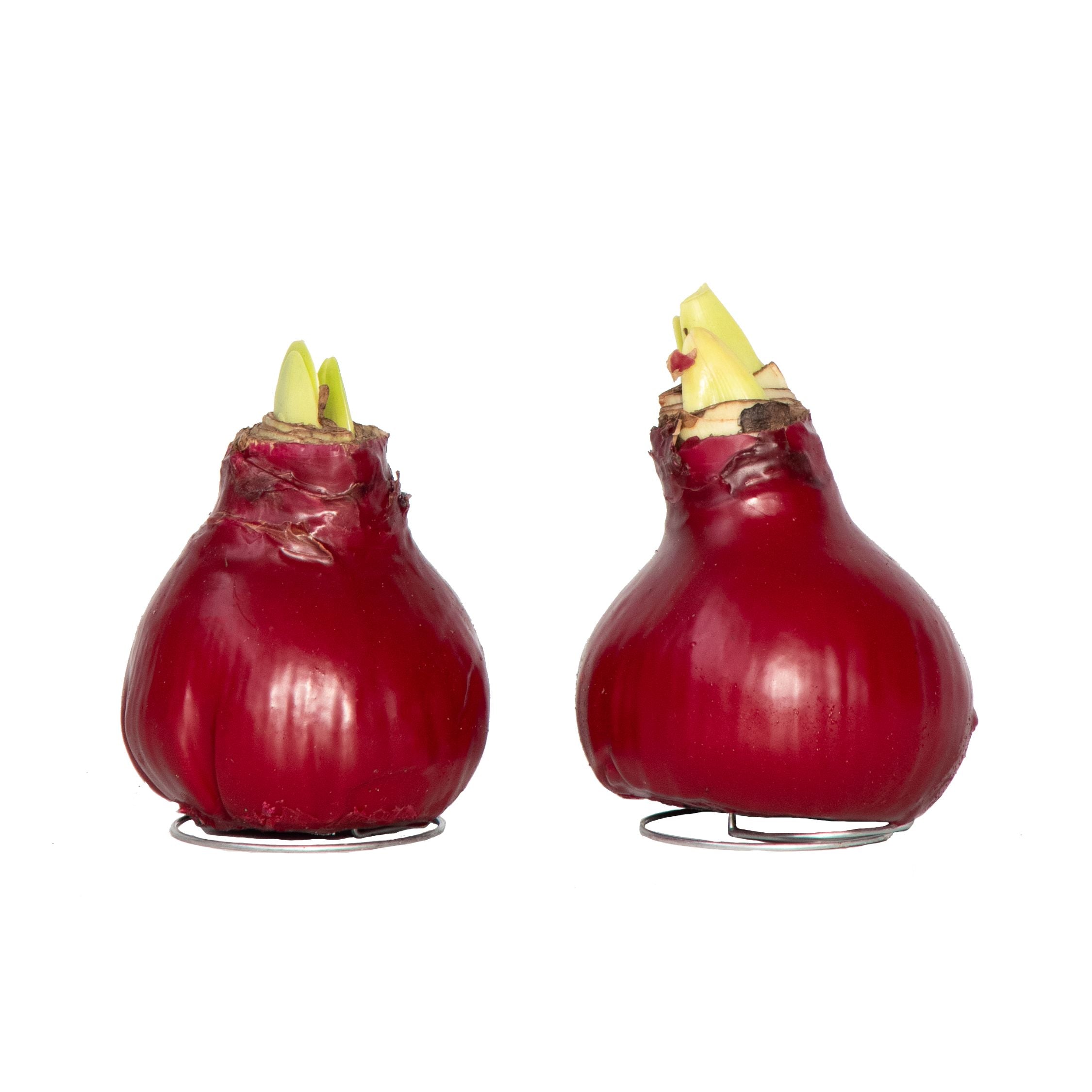 Crin de cameră - Amaryllis - Hippeastrum 'Wax Bordeaux' - Bec de flori - Roşu