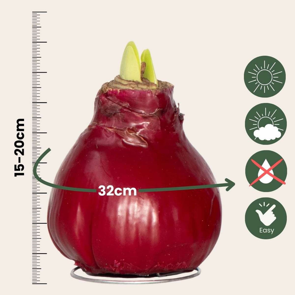 Crin de cameră - Amaryllis - Hippeastrum 'Wax Bordeaux' - Bec de flori - Roşu