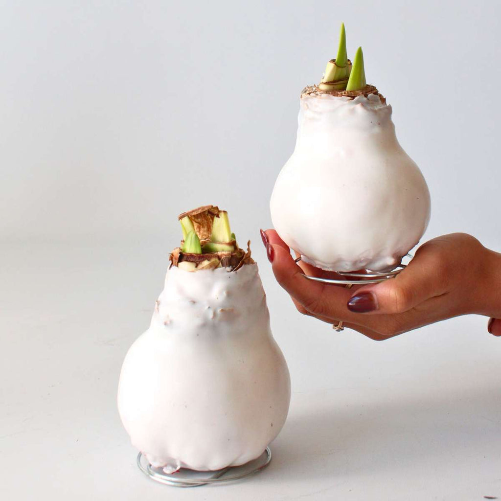 Crin de cameră - Amaryllis - Hippeastrum 'Wax White' - Bec de flori - Roşu