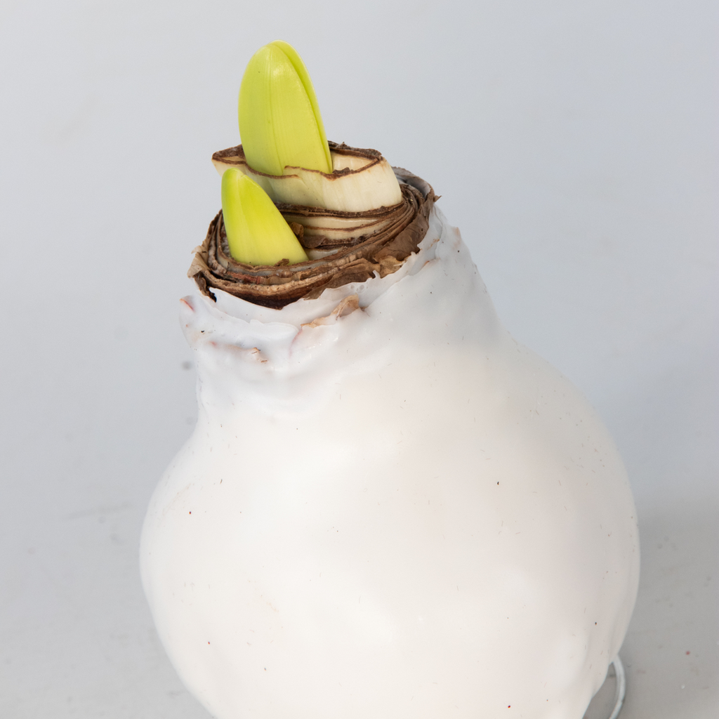 Crin de cameră - Amaryllis - Hippeastrum 'Wax White' - Bec de flori - Roşu