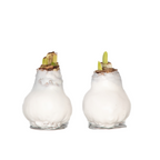 Crin de cameră - Amaryllis - Hippeastrum 'Wax White' - Bec de flori - Roşu