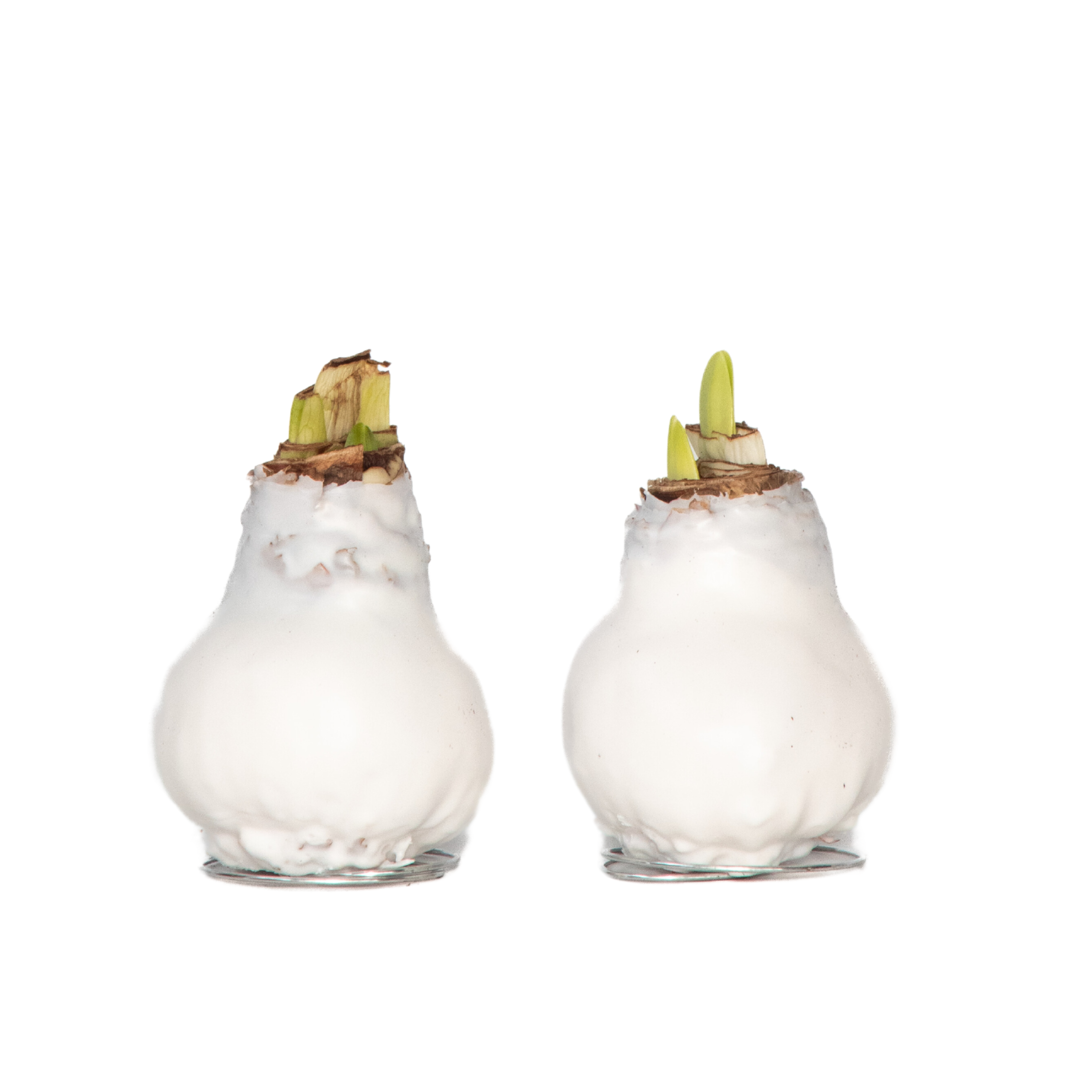 Crin de cameră - Amaryllis - Hippeastrum 'Wax White' - Bec de flori - Roşu