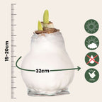 Crin de cameră - Amaryllis - Hippeastrum 'Wax White' - Bec de flori - Roşu