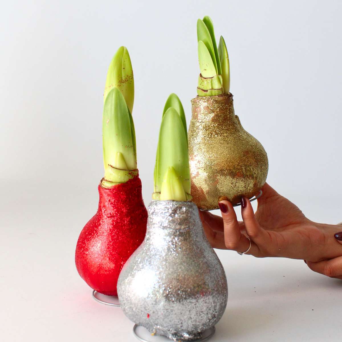 Crin de cameră - Amaryllis - 3 buc - Hippeastrum 'Glitter Mix' - Roşu