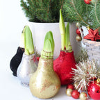 Crin de cameră - Amaryllis - 3 buc - Hippeastrum 'Glitter Mix' - Roşu