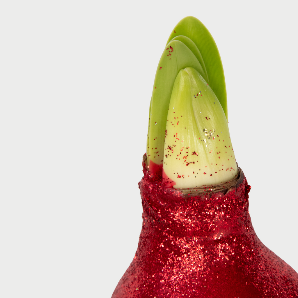 Crin de cameră - Amaryllis - 3 buc - Hippeastrum 'Glitter Mix' - Roşu