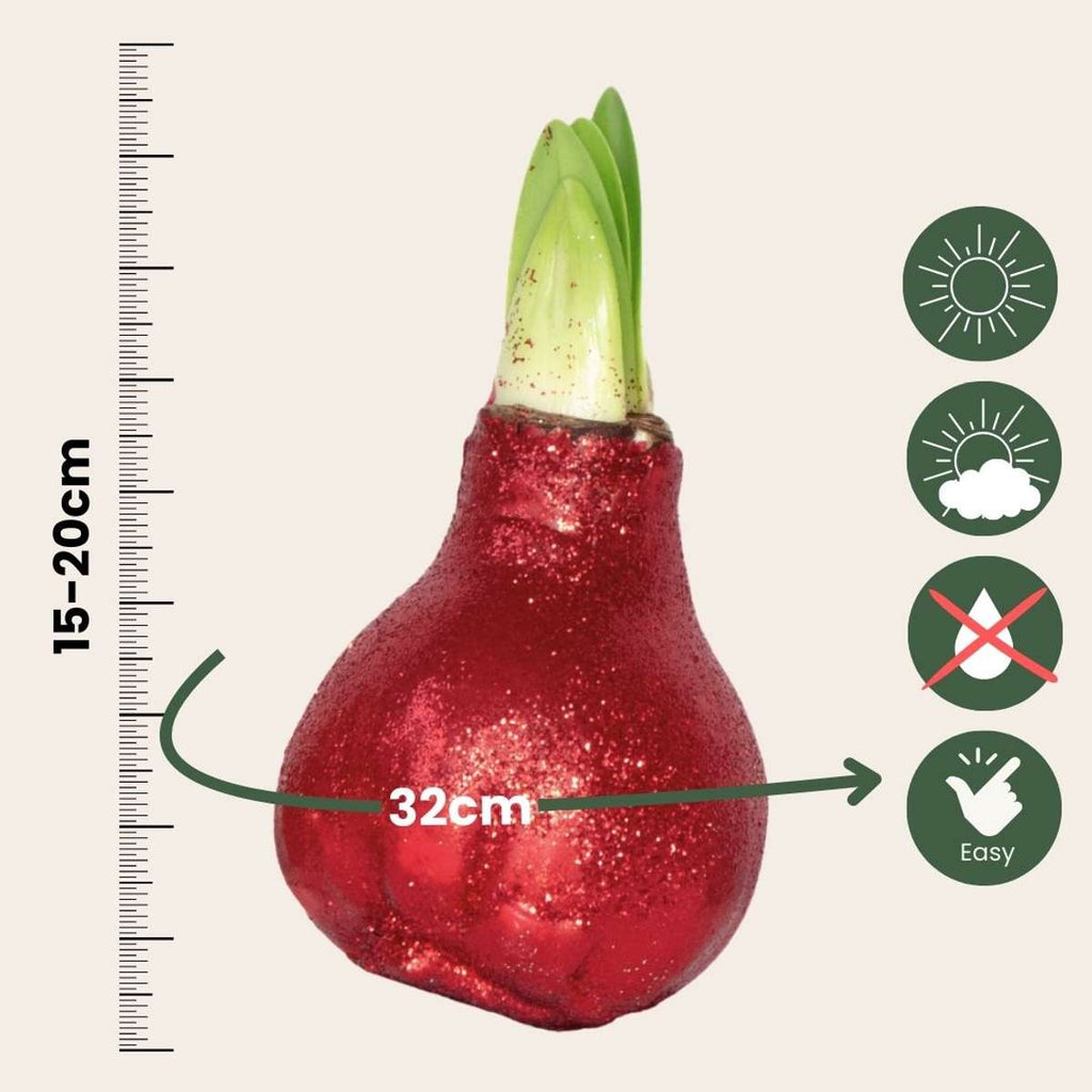 Crin de cameră - Amaryllis - 3 buc - Hippeastrum 'Glitter Mix' - Roşu